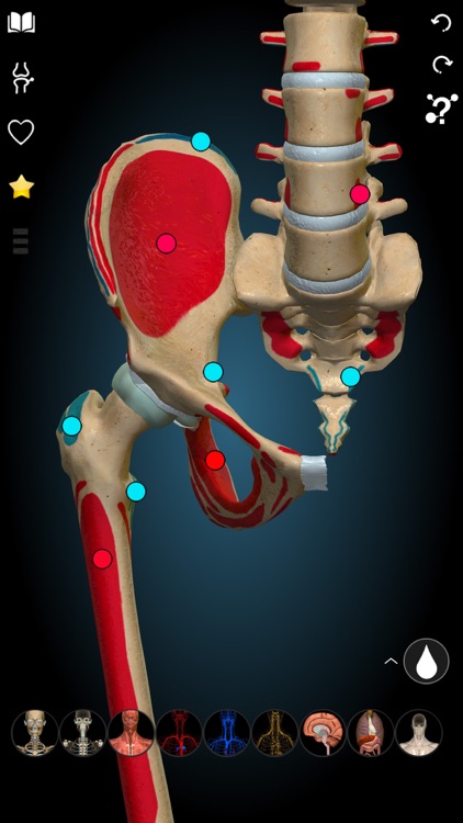 3D Anatomy Learning - Atlas