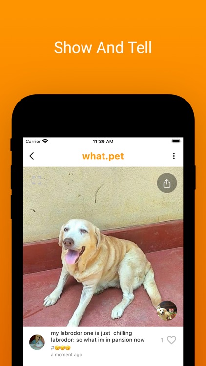 What.pet - Cats & Dogs AI App screenshot-6