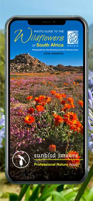 Wildflowers of South Africa