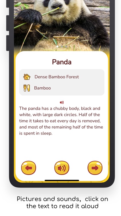 Bingoo Jungle Sounds