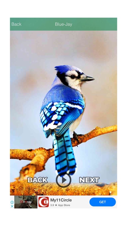 Animals and Birds Funny Sound