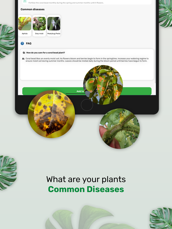 Plantinapp  Plant Identifier