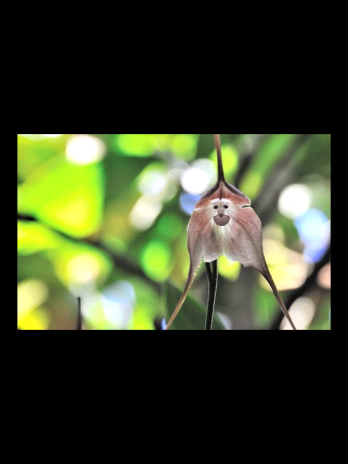 Flowers Dictionary with Images