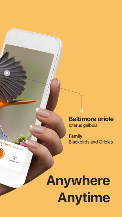 Picture Bird: Birds Identifier