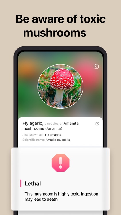 Picture Mushroom - Mushroom ID