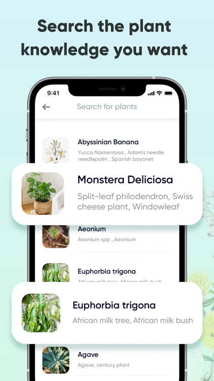 Plant identification ·