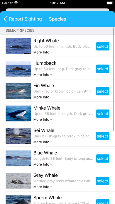 Whale alert