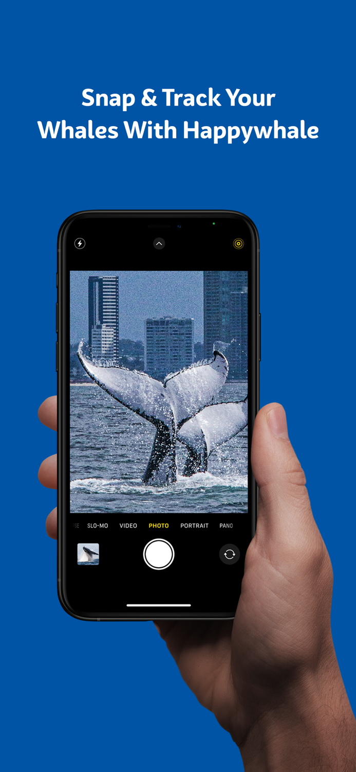 Sea World Cruises Whale Watch