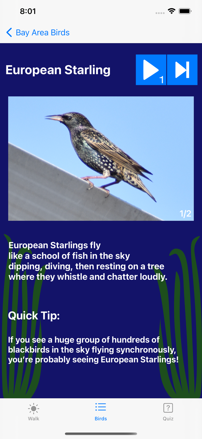 Bay Area Bird Experience