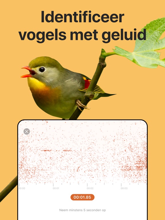 Picture Bird: Vogels Herkennen iPad app afbeelding 3