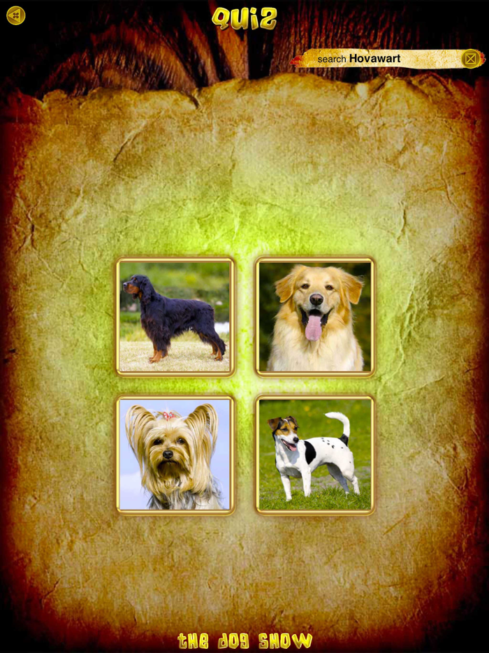 Animals 360 - Dogs Gold