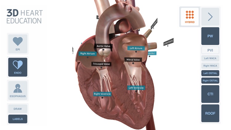 3D Heart Education