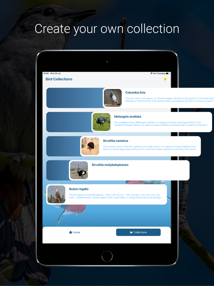 Bird Identifier - Picture Bird