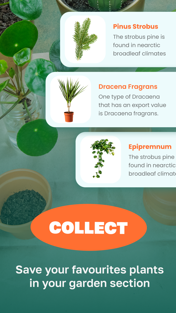 Plant identification by leaf