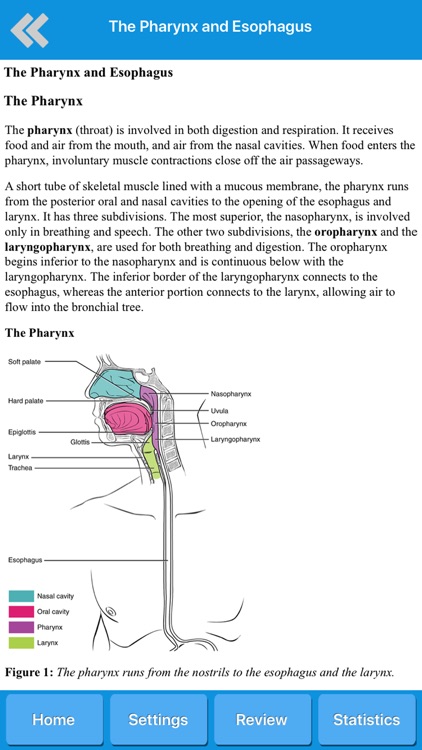 The Digestive System Anatomy screenshot-4