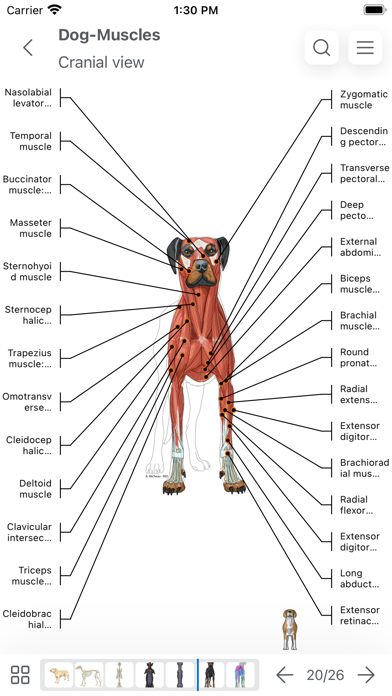 vet-Anatomy