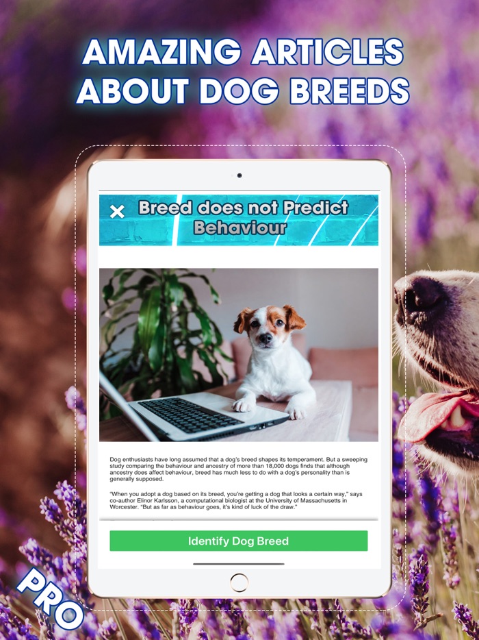 Dog Breed Identifier PRO