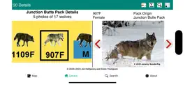 Game screenshot Yellowstone Wolves 2020 hack