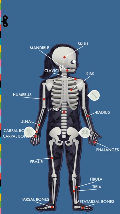 The Human Body by Tinybop