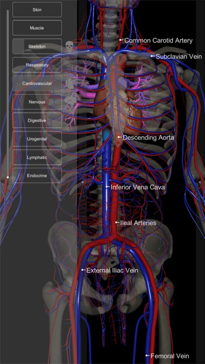 3D Human Anatomy Introduction screenshot-6