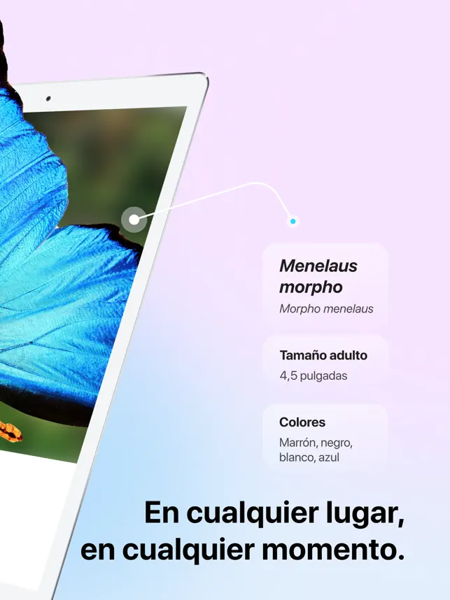 Screenshot 2 Picture Insect - Insectos ID iphone