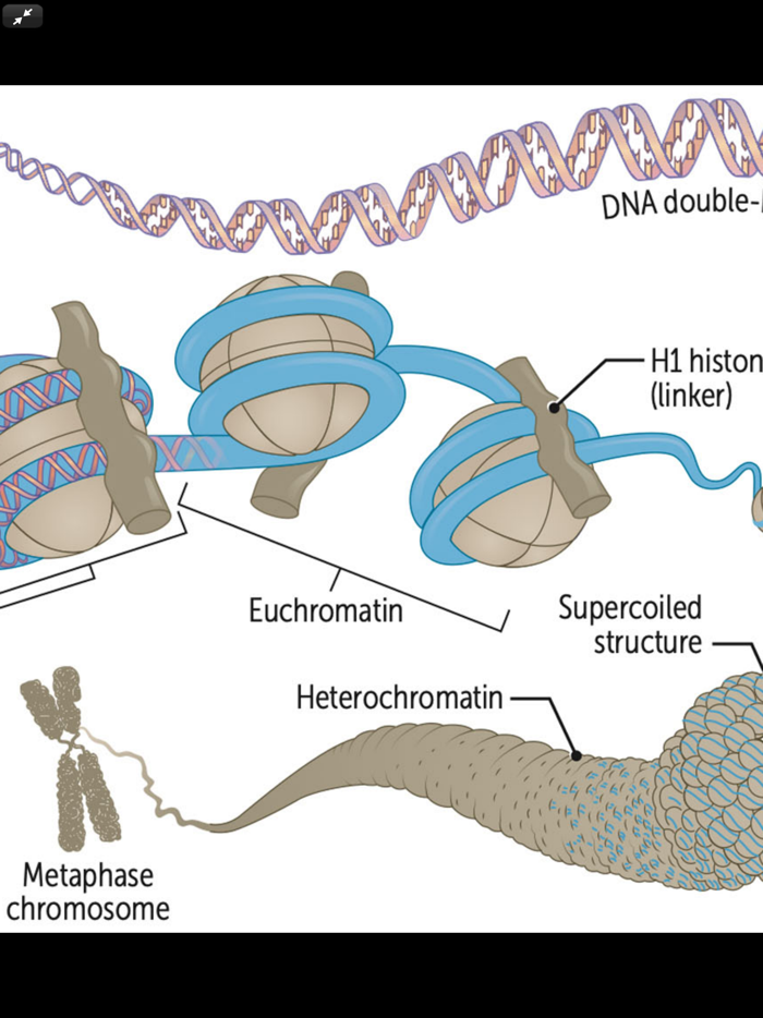 First Aid USMLE Step 1 2022