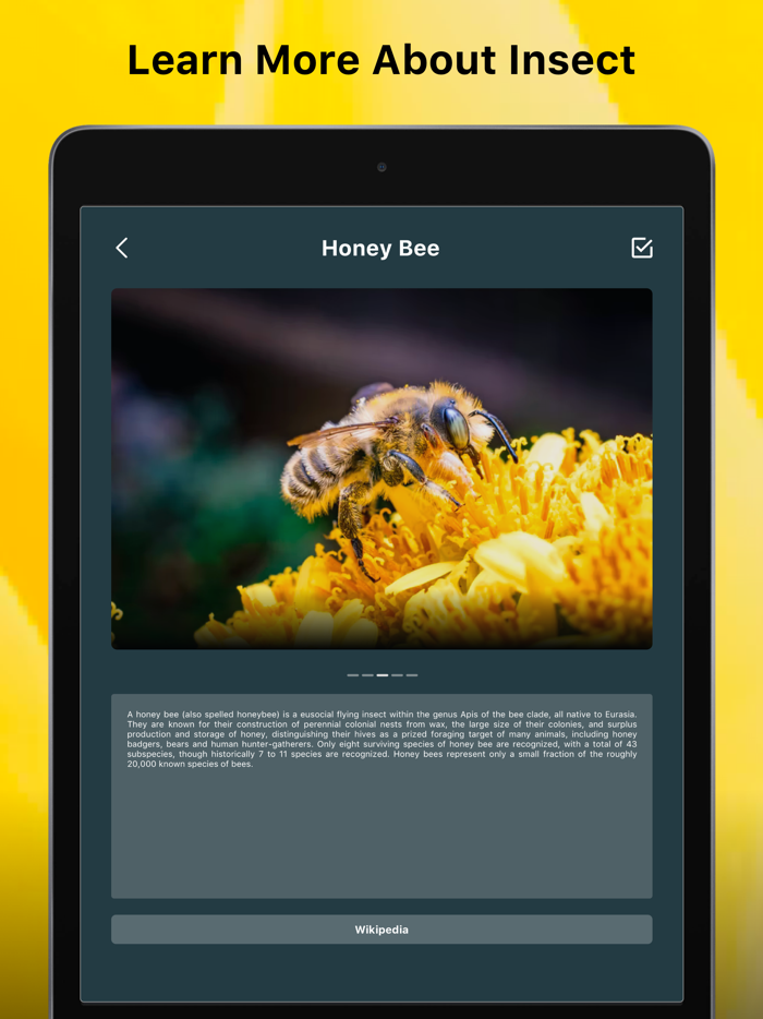 Insect identifier Bug picture