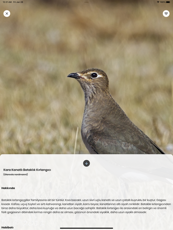 Kızılırmak Kuşları