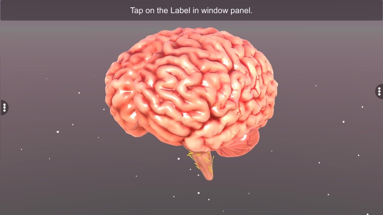 Human Brain screenshot-3