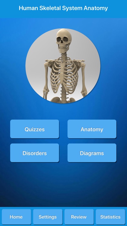 Skeletal System Anatomy