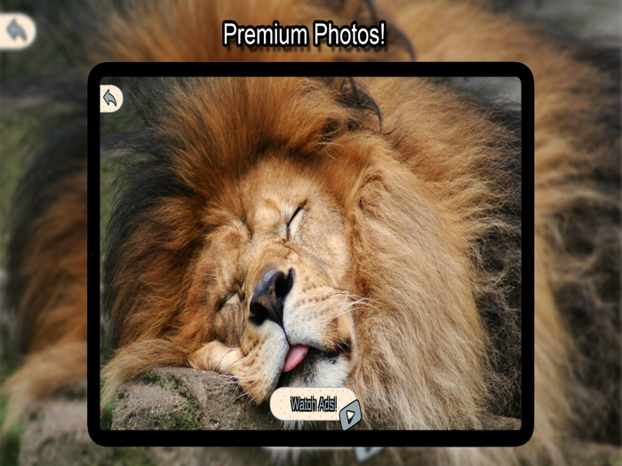 Animal Wallpapers HD 4K