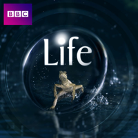 Life - Life, Series 1 artwork