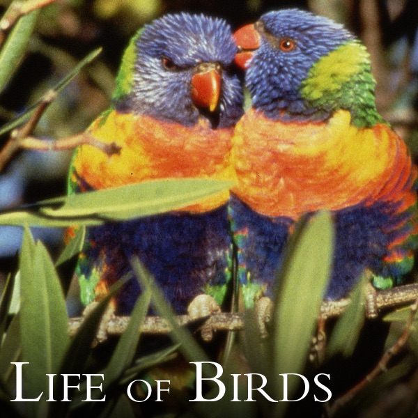 Life Of Birds On Itunes