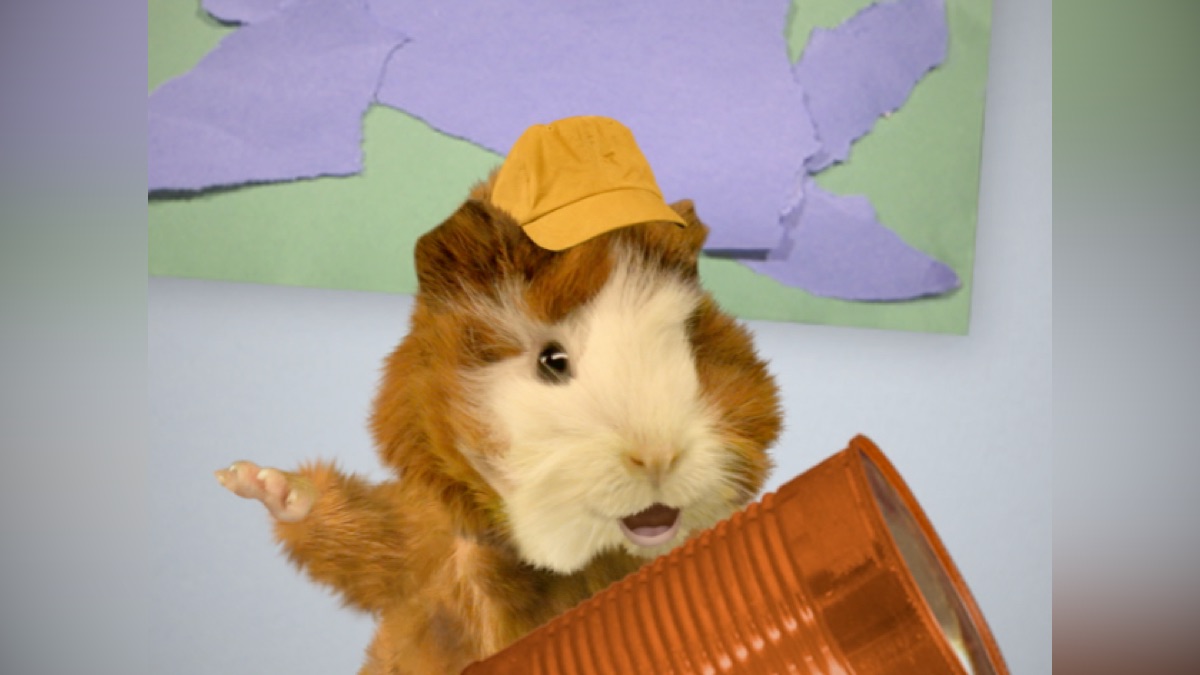 The Wonder Pets Save The Sea Lions Wonder Pets: Save the Sea Lions/Save the Kangaroo! - Animals, Animals