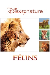 Félins