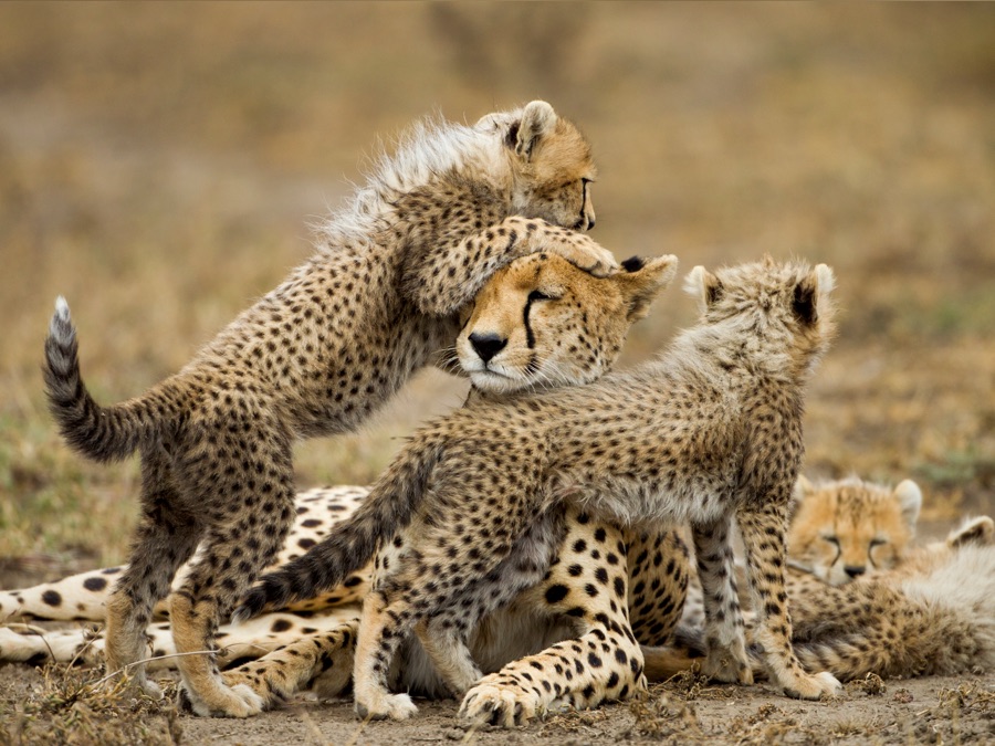 Historias de grandes felinos | Apple TV