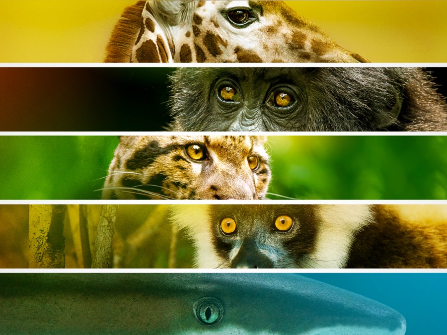 Endangered - Apple TV