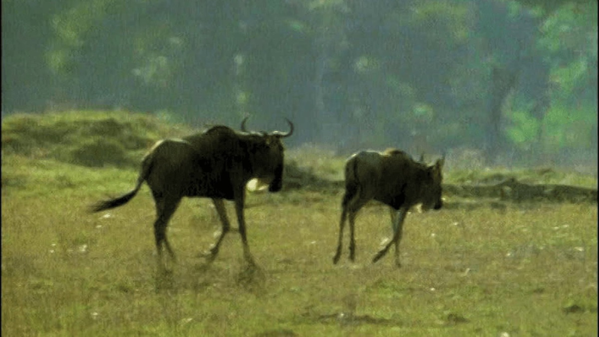 Animal Journeys Amazing Animals (Season 1, Episode 2) Apple TV